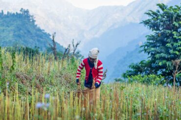 Harvesting Sesame "Til" in rural Khasrang Village, Nepal